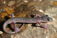 : Chiropterotriton magnipes