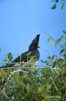 : Corythaixoides leucogaster; White-bellied Go-away-bird