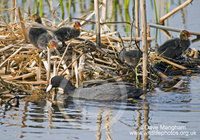 : Fulica atra; Eurasian Coot