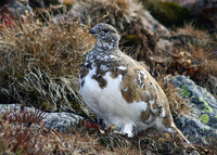 : Lagopus leucura; White-tailed Ptarmigan