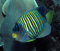 : Pygoplites diacanthus; Royal Angelfish