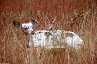 : Odocoileus virginianus; White-tailed Deer (piebald)