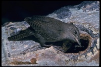 : Troglodytes aedon; Tanneri, House Wren