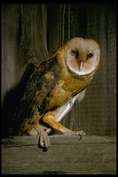 : Tyto alba; Barn Owl