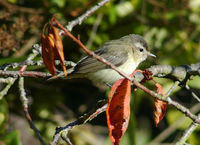 : Vireo gilvus; Warbling Vireo