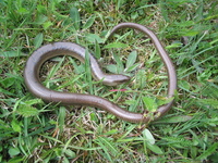 : Anguis fragilis; Slow Worm