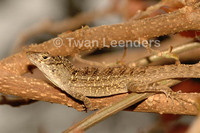 : Anolis sagrei