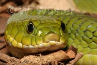 : Causus resimus; Velvety-green Night Adder