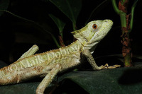 : Laemanctus serratus serratus; Casquehead Iguana