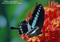 : Papilio demolion ssp. demolion; Banded Swallowtail Butterfly