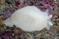 : Berthella californica; California Sidegill Slug