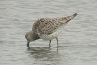 Great knot - Yatsu Higata Nature Observation Center, Chiba, Japan, April 12, 2003