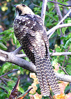 Koel, juvenile.