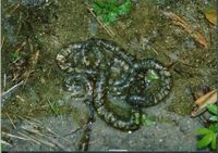 Clouded Salamander egg sacs