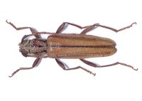 Icosium tomentosum tomentosum