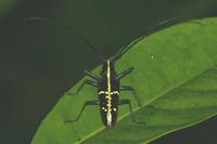 Taeniotes praeclarus