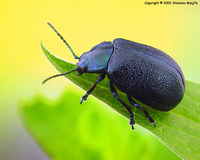Oreina intricata intricata