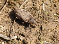 Asproparthenis punctiventris