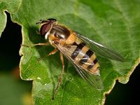 Dasysyrphus albostriatus