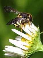 Anthidiellum strigatum