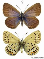 Vacciniina optilete - Cranberry Blue