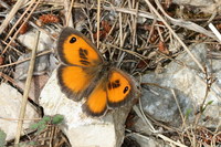 Pyronia cecilia - Southern Gatekeeper