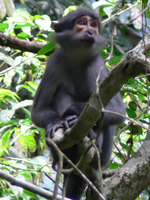 Sooty mangabey (Cercocebus atys)