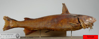 Galeichthys feliceps, White baggar: fisheries, aquarium