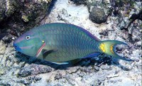 Sparisoma viride, Stoplight parrotfish: fisheries, aquarium