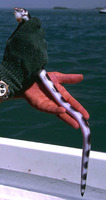 Callechelys guineensis, Shorttail snake eel: