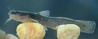 Noturus leptacanthus, Speckled madtom: