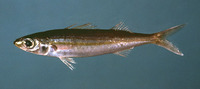 Inermia vittata, Boga: fisheries, bait