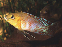 Pseudocrenilabrus nicholsi, :