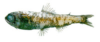 Bolinichthys supralateralis, :