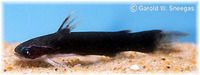 Tatia aulopygia, : aquarium