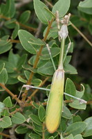 Empusa fasciata