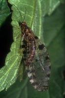 Osmylus fulvicephalus