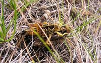 Prionotropis hystrix