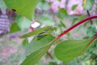 Phaneroptera falcata