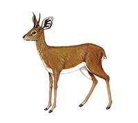 Image of: Raphicerus campestris (steenbok)