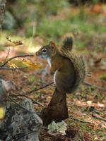Image of: Tamiasciurus hudsonicus (red squirrel)