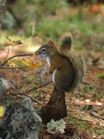 Image of: Tamiasciurus hudsonicus (red squirrel)