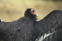 Gymnogyps californianus - California Condor