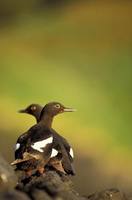 Cepphus columba - Pigeon Guillemot