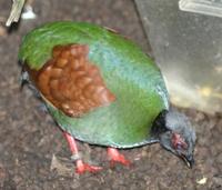 Rollulus rouloul - Crested Partridge