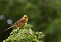 Emberiza citrinella - Yellowhammer