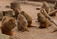 Macaca mulatta - Rhesus Monkey
