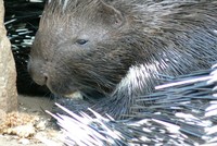 Hystrix africaeaustralis - Cape Porcupine