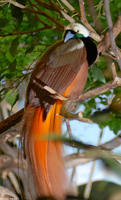 Image of: Paradisaea raggiana (Raggiana bird-of-paradise)