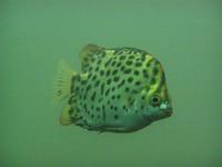 Scatophagus argus - Argus Fish